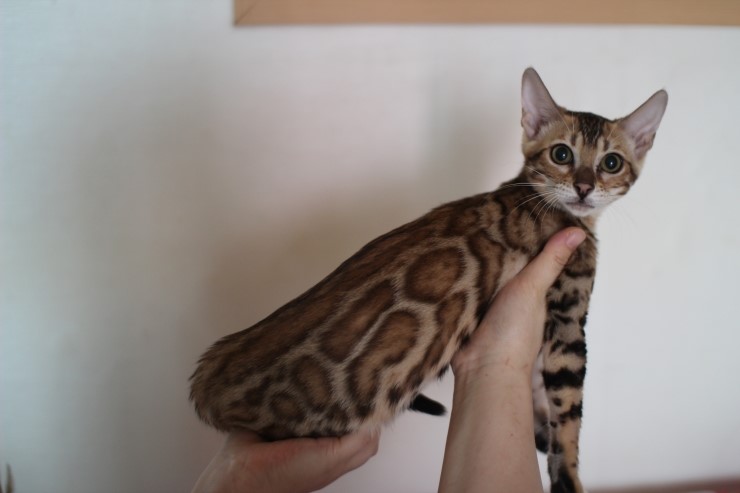 붉은빛이 감도는 뱅갈고양이 키퍼여아 세라 입니다 관련 이미지 1