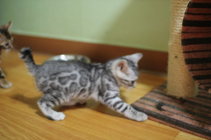 실버뱅갈고양이 로미~ 관련 이미지 5