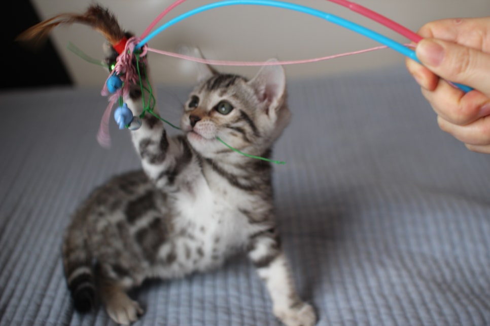 실밍크,브라운,실버뱅갈고양이 분양 합니다~ 관련 이미지 13