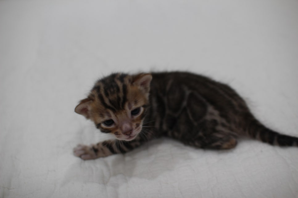 빅로젯이 이쁜 브라운 뱅갈고양이 꼬맹이 남아예요~ 관련 이미지 3