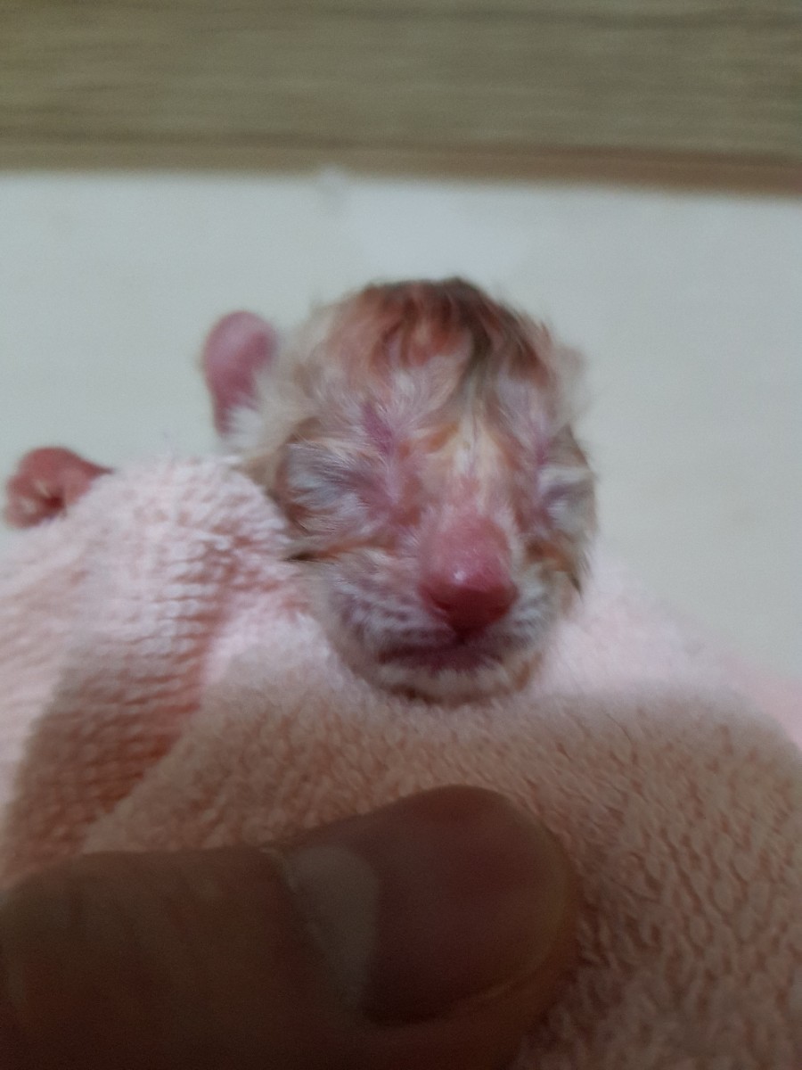 실밍크뱅갈고양이 꼬물이 태어났어요~ 관련 이미지 1