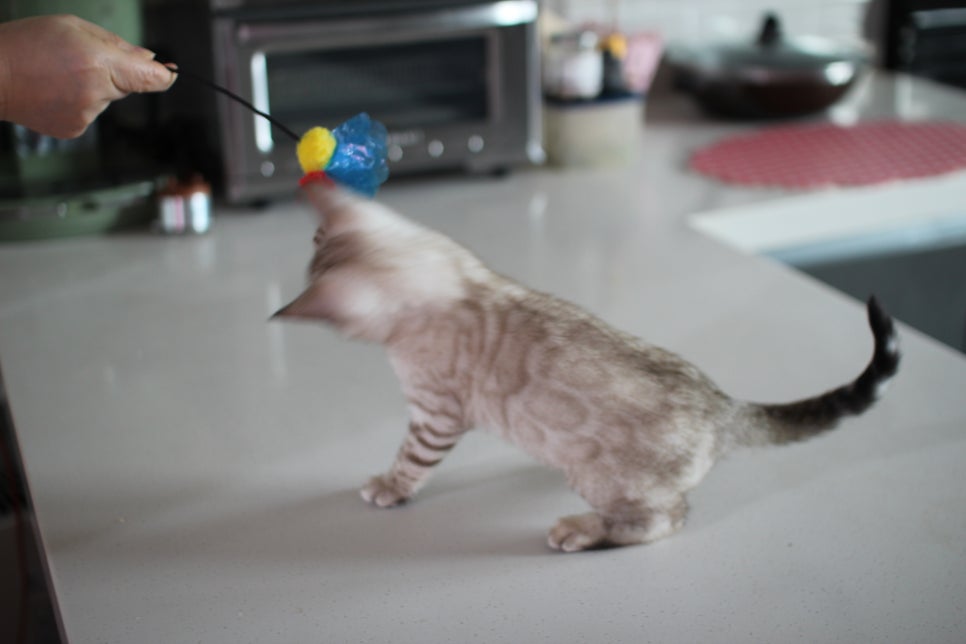 진정한 개냥이 스노우뱅갈고양이 남아 분양해요~ 관련 이미지 8