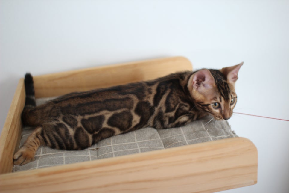 개냥이 중에 개냥이 뱅갈고양이 남아1 분양해요~ 관련 이미지 8