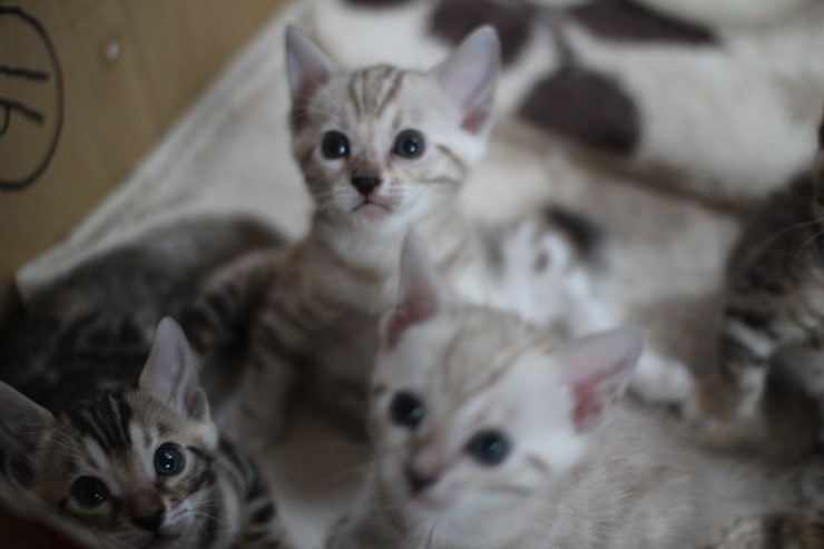 뱅갈고양이 6남매 꼬맹이들~ 관련 이미지 2