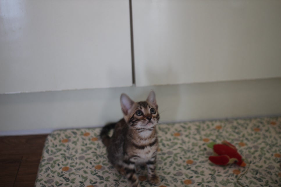 브라운,스노우 뱅갈고양이 여아들 분양해요~ 관련 이미지 5