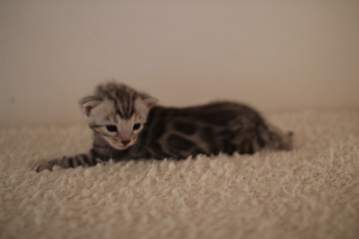 실버 남아예요~ 관련 이미지 5