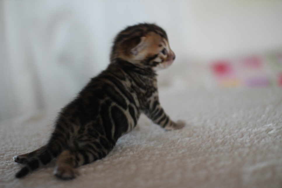 어메이징 브라운 뱅갈고양이 남아예요~ 관련 이미지 2