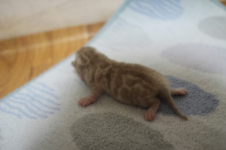 실밍크 스노우 뱅갈고양이 꼬물이 남아 입니다~ 관련 이미지 12