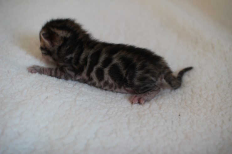 실버,브라운 뱅갈고양이 꼬물이들 사진 입니다 관련 이미지 24