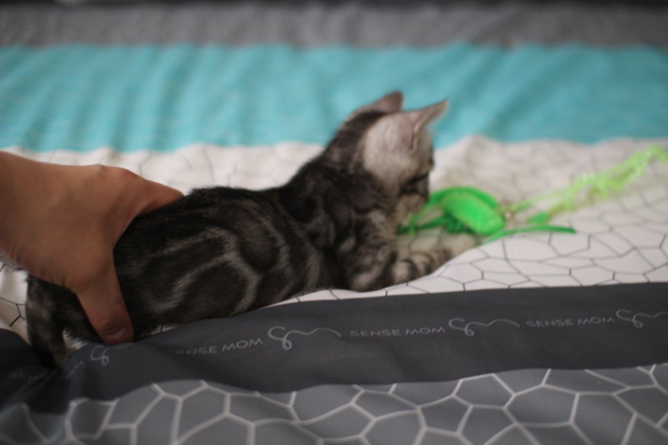 클라우드 로젯 실버뱅갈고양이 남아 분양해요~ 관련 이미지 1