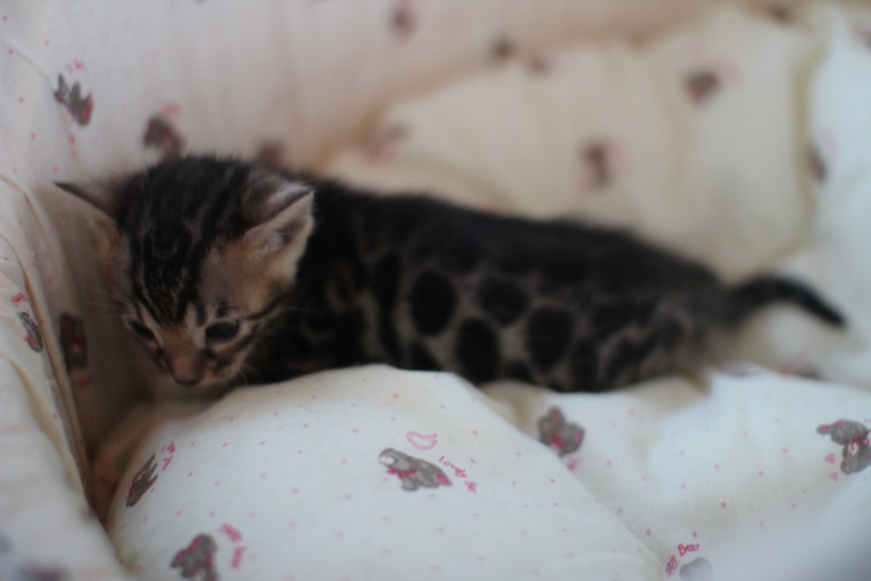 뱅갈고양이 꼬맹이들 나왔어요~ 관련 이미지 4