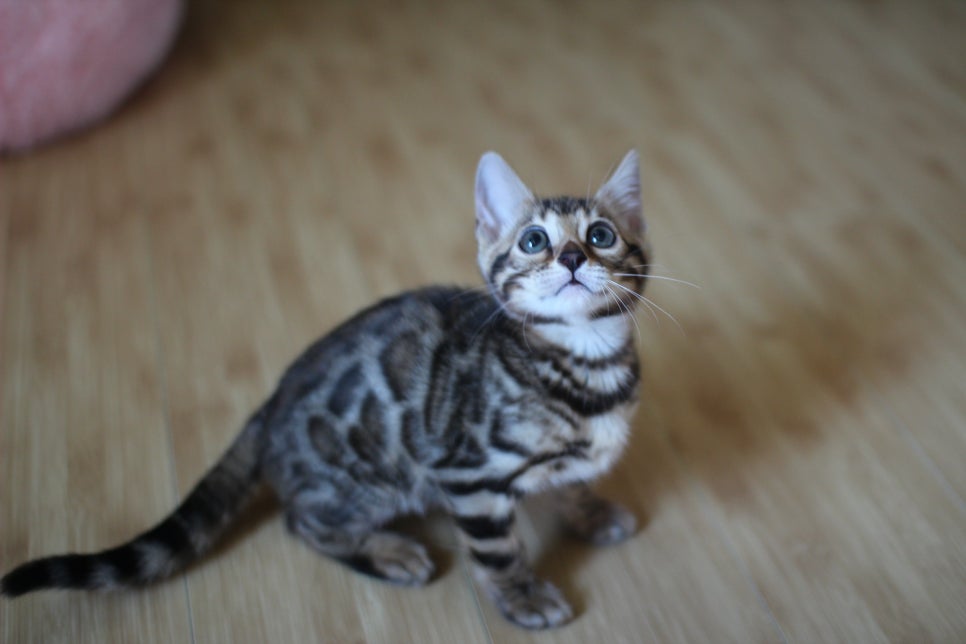 뱅갈고양이 실밍크,브라운 여아예요~ 관련 이미지 6