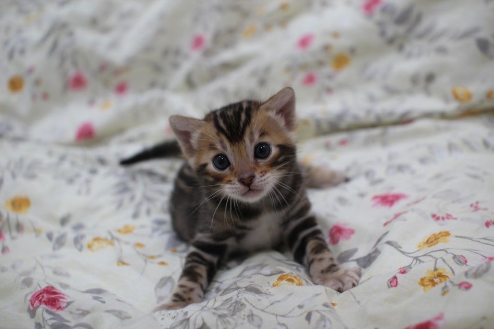 멋진 빅로젯에 뱅갈고양이 분양 합니다~ 관련 이미지 4