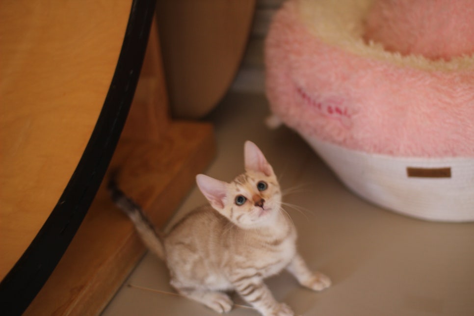 뱅갈고양이분양 진정한 개냥이란 관련 이미지 12