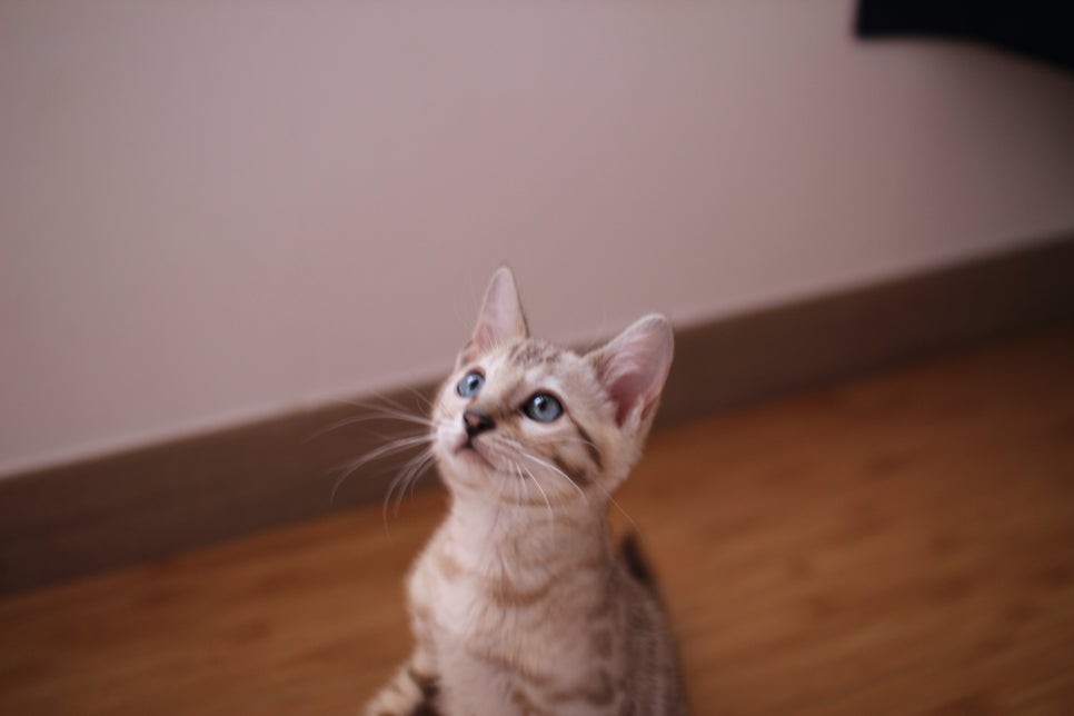 뱅갈고양이 개냥이 찾으시는 분들 보세요 관련 이미지 2