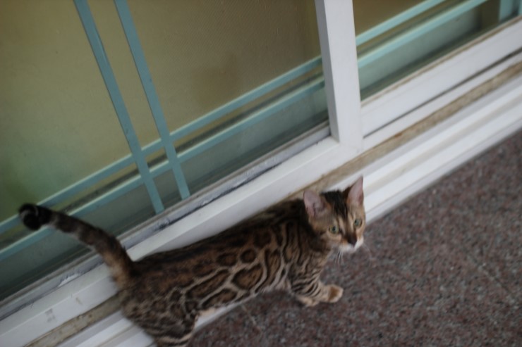 Soyu Lien 관련 이미지 1