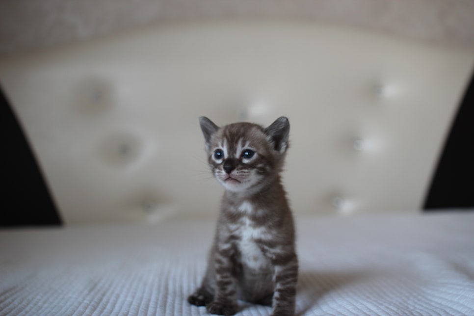 밍크차콜 뱅갈고양이 남아 예약 분양 합니다~ 관련 이미지 1