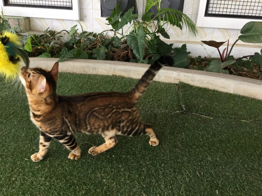 이번달에 들어올 뱅갈고양이 원탑군 입니다~ 관련 이미지 1