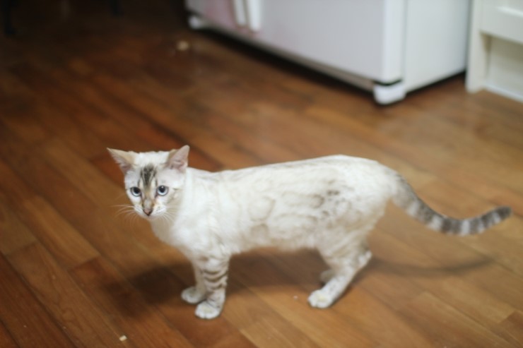 뱅갈고양이 클라우드 로젯 여아들~ 관련 이미지 7