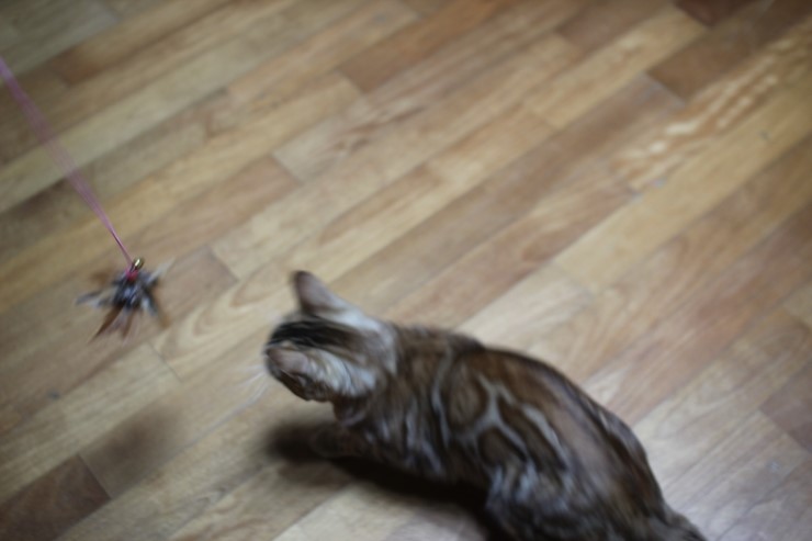 뱅갈고양이 스텔라 신났구나~~ 관련 이미지 10