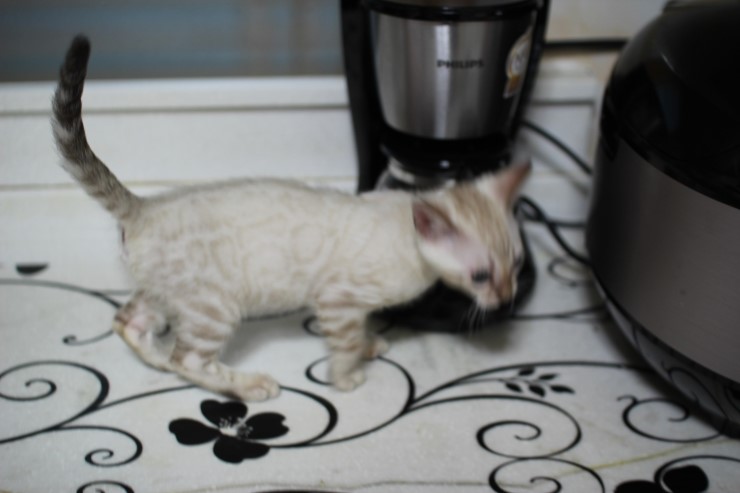 스노우 링스 키퍼 공주님~ 관련 이미지 6