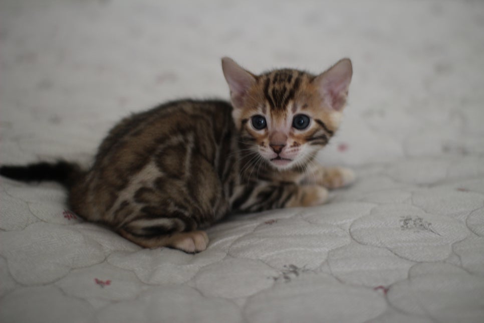 빅로젯이 멋진 뱅갈고양이 남아 분양해요~ 관련 이미지 4