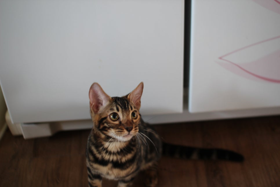 브라운 뱅갈고양이 분양중인 남아,여아 오늘 모습 입니다~ 관련 이미지 4