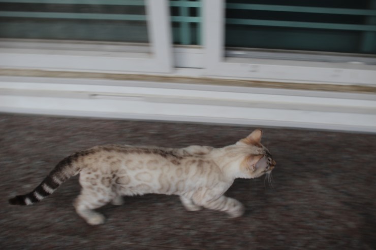 실링스 스노우 뱅갈고양이 링돌이 사진 및 동영상 입니다~ 관련 이미지 2