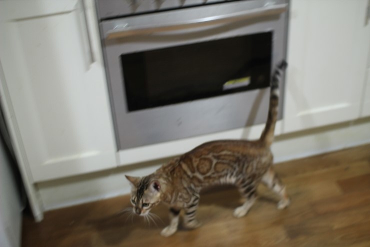 소유뱅갈고양이 캐터리 스텔라~ 관련 이미지 4