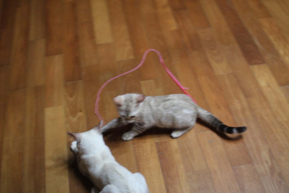 스노우뱅갈고양이 꼬맹이들 잘 놀아요~ 관련 이미지 1