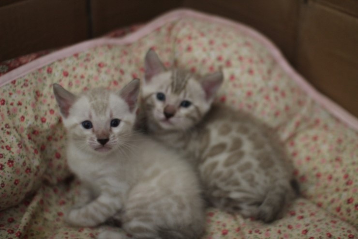 뱅갈고양이 5남매 단체샷 입니다~ 관련 이미지 7