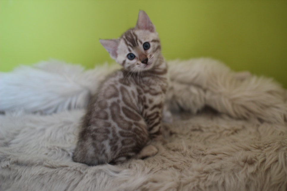 뱅갈고양이 분양 부티가 흘러요 흘러~ 관련 이미지 38