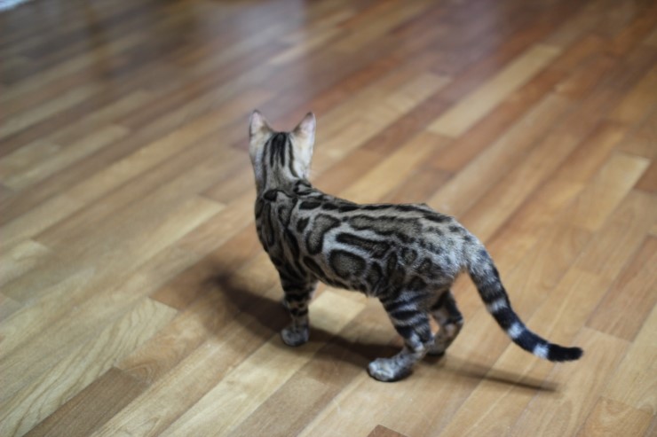 강아지 같은 성격에 뱅갈고양이 분양해요 관련 이미지 4