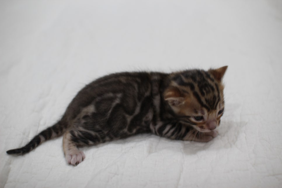 빅로젯이 이쁜 브라운 뱅갈고양이 꼬맹이 남아예요~ 관련 이미지 5