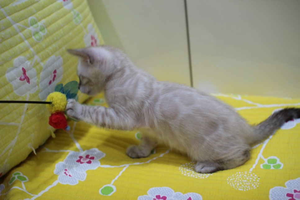 엄청난 순둥이 스노우뱅갈고양이 남아 분양해요~ 관련 이미지 7