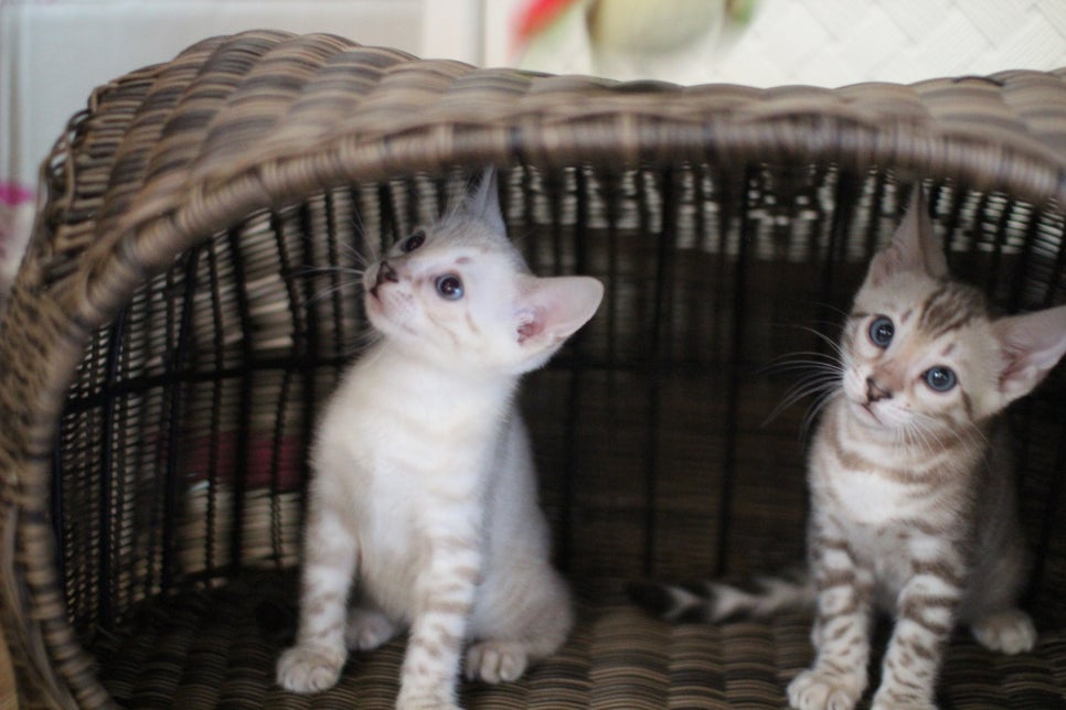 뱅갈고양이분양 매혹적인 파란눈 스노우 아이들. 관련 이미지 9