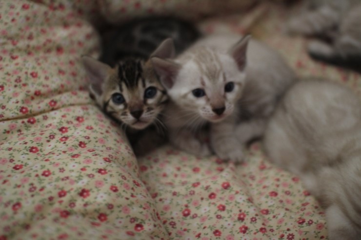 뱅갈고양이 5남매 단체샷 입니다~ 관련 이미지 4