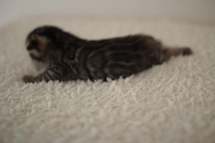 곰돌이가 되가는 녀석~ 관련 이미지 3