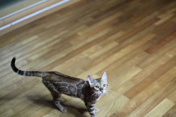 뱅갈고양이 세라와 소피아예요~ 관련 이미지 2