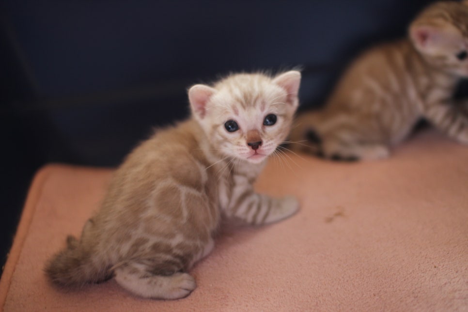 실밍크뱅갈고양이 꼬맹이들 등장이요~ 관련 이미지 3