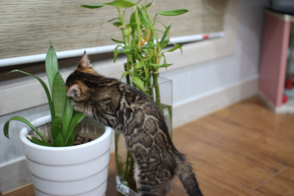 화초는 건들지 말자 ㅎㅎ; 관련 이미지 5