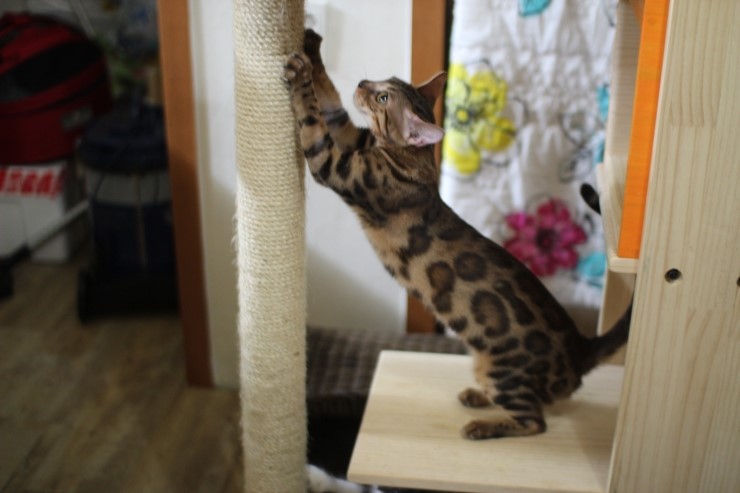 뱅갈고양이.저희집 뱅갈고양이들이예요^^ 관련 이미지 2