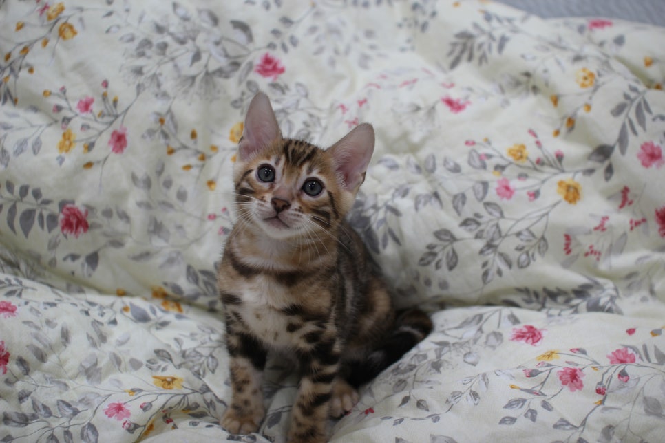 순종적인 성격에 브라운 뱅갈고양이 남아 분양해요~ 관련 이미지 4