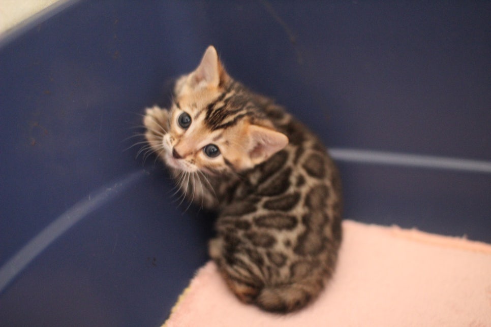 브라운 뱅갈고양이 꼬맹이 겁 작뜩~ 관련 이미지 2