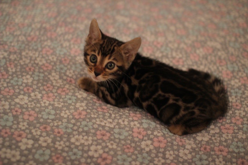 브라운,실버뱅갈고양이 여아 두아이 분양해요~ 관련 이미지 3