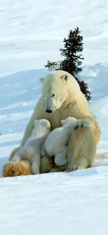 아름다운 동물들에 모성애~ 관련 이미지 7