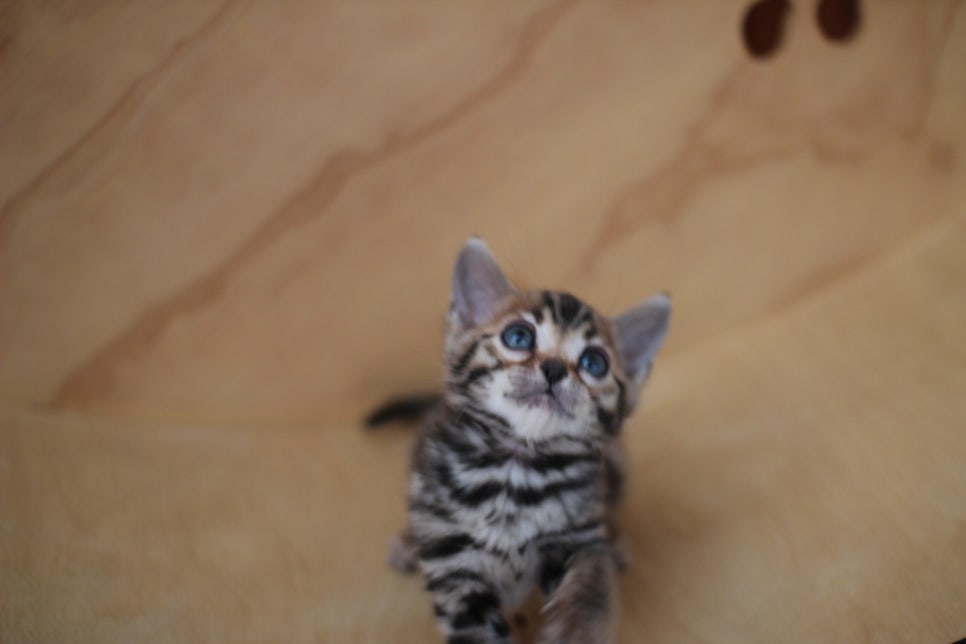 뱅갈고양이분양 사랑스러운 개냥이들~ 관련 이미지 7