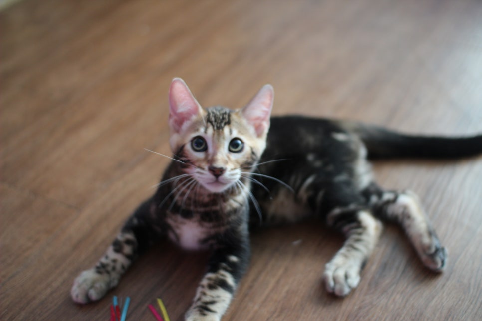 완전 개냥이 덩치 좋은 마블 뱅갈고양이 남아 분양합니다~ 관련 이미지 8