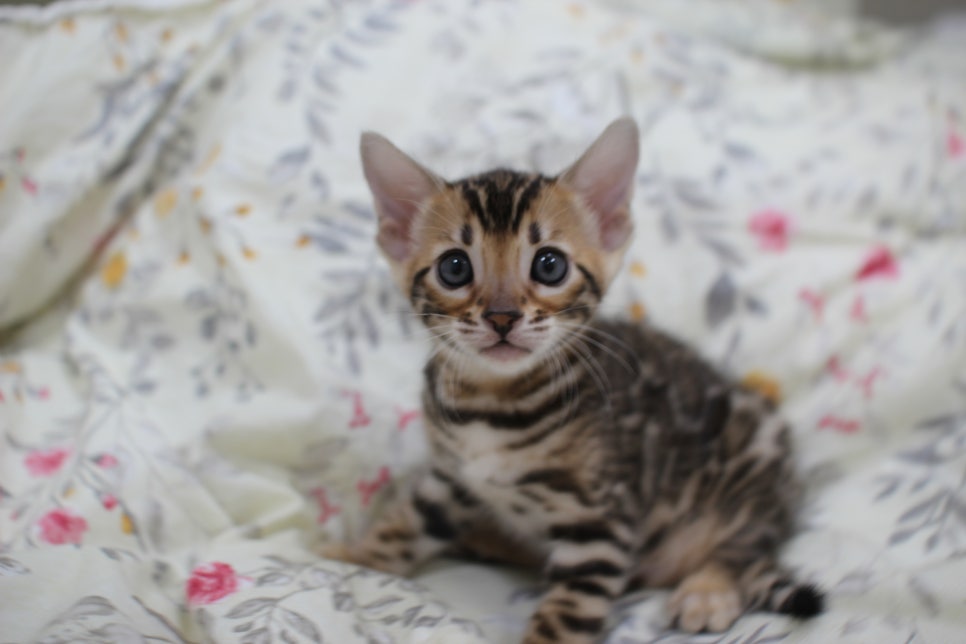 브라운 뱅갈고양이 자매 분양해요~ 관련 이미지 6