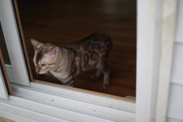 실밍크 뱅갈고양이 영웅이 잘 생겼네~ 관련 이미지 2